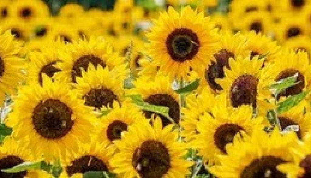 Sunflowers