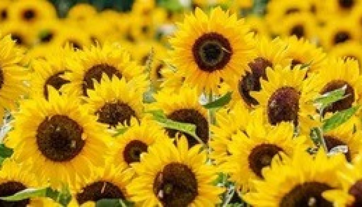 Sunflowers